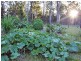 59 The Orange Road, Crescent Head NSW 2440