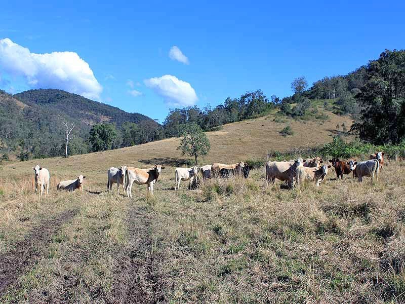 2973 Willi Willi Road, Moparrabah NSW 2440