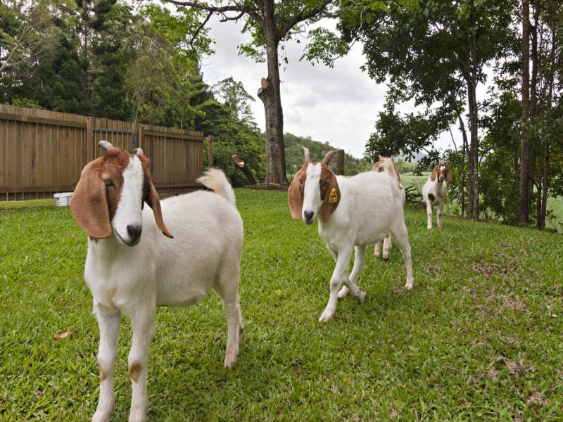 Lot 21 Intake Road, Redlynch QLD 4870