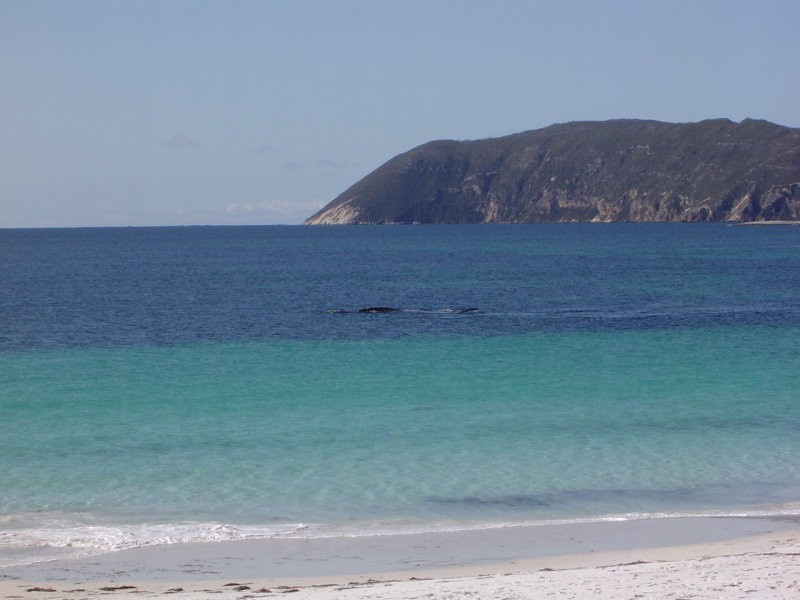 7 Fynd Street, Albany WA 6330