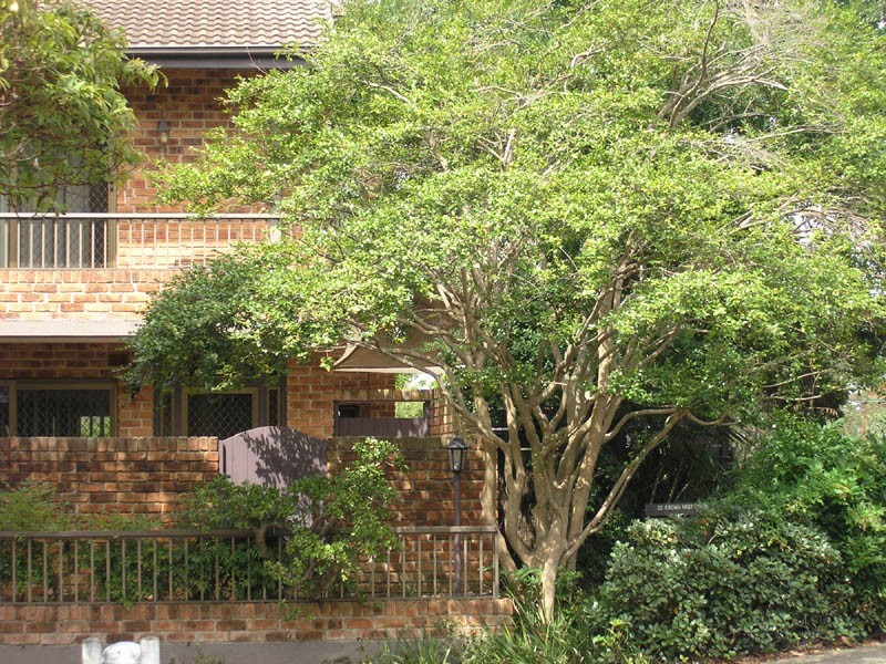 1/23 Crows Nest Road, Waverton NSW 2060