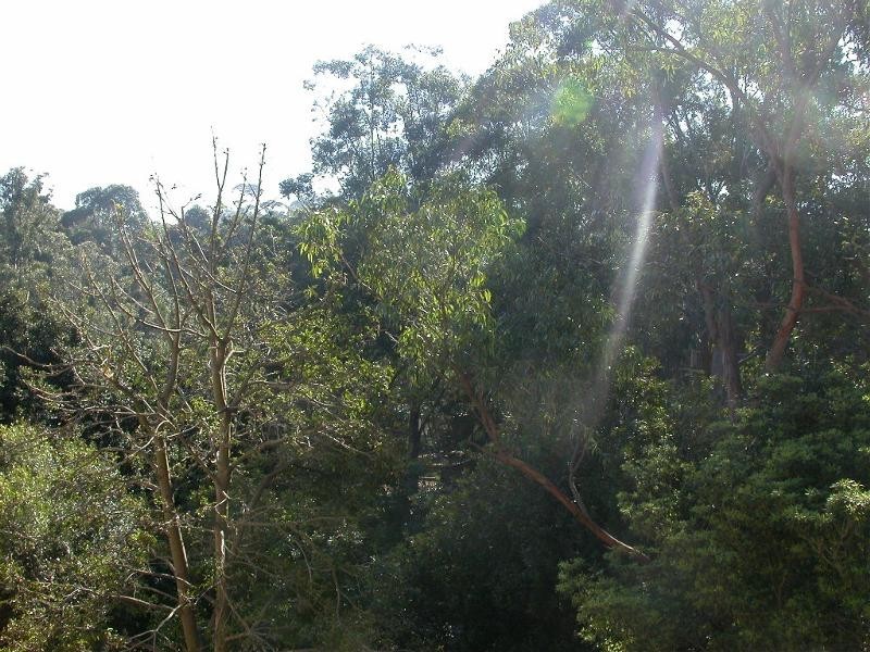 6/77 Helen Street, Lane Cove NSW 2066