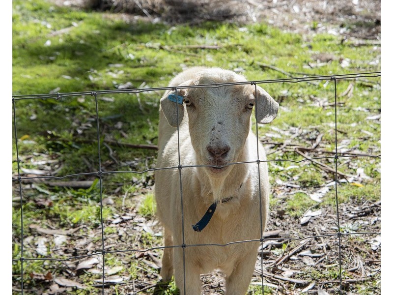 22 Bailey Grove, Wandin North VIC 3139