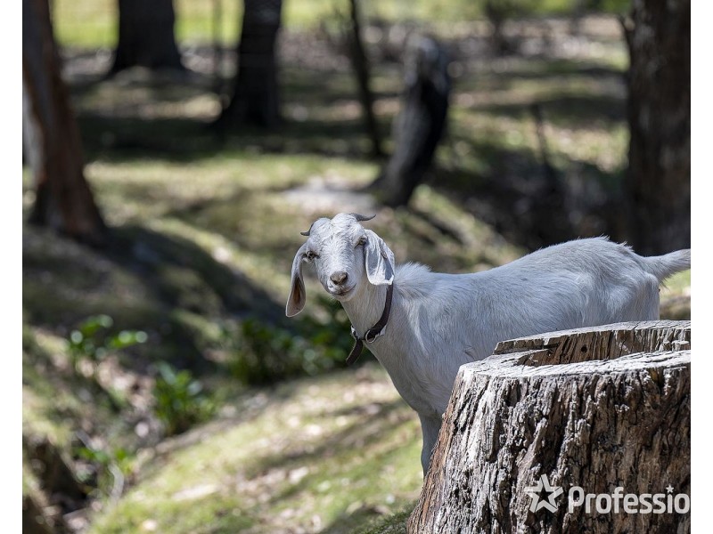 36 Juliet Avenue, Healesville VIC 3777