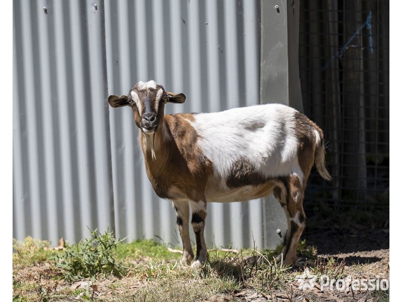 36 Juliet Avenue, Healesville VIC 3777