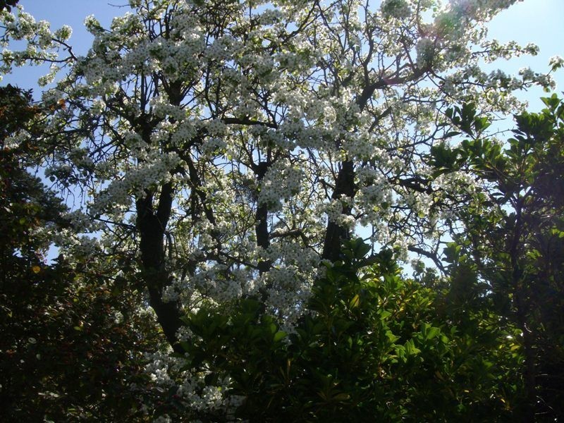 39 Wills Street, Maryborough VIC 3465