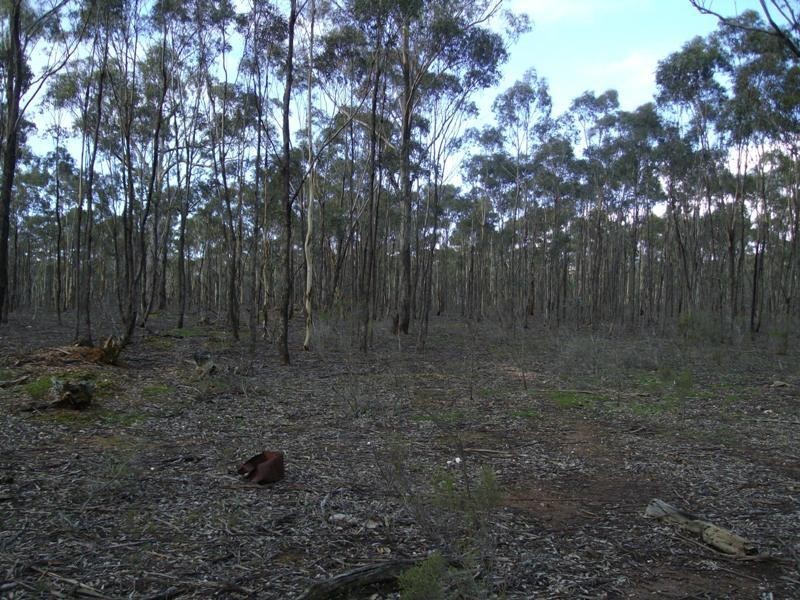 41 Boromeo Road, Timor VIC 3465