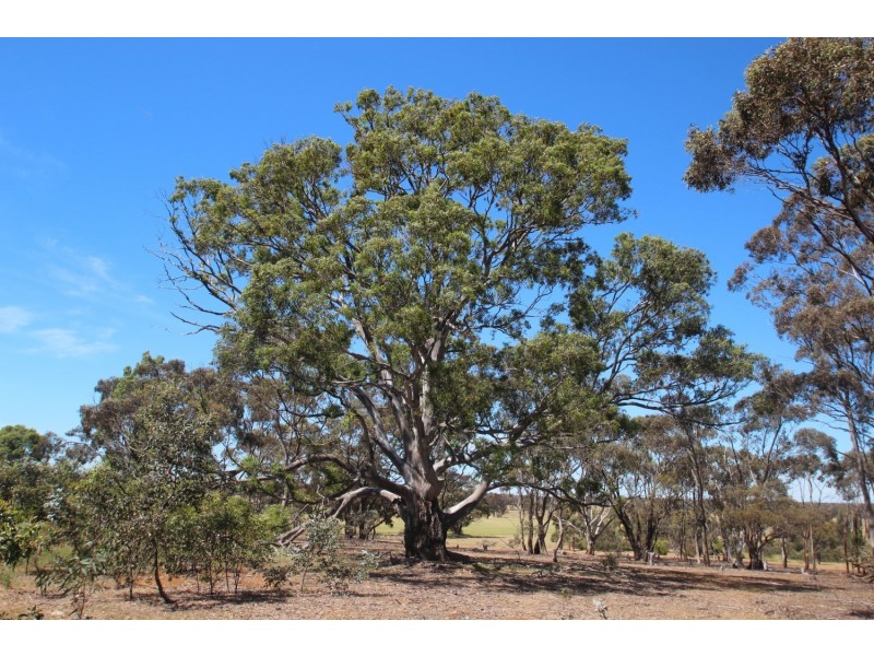 515 Maryborough-St Arnaud Road, Maryborough VIC 3465