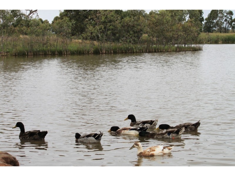 33 Lakewood Boulevard, Melton VIC 3337