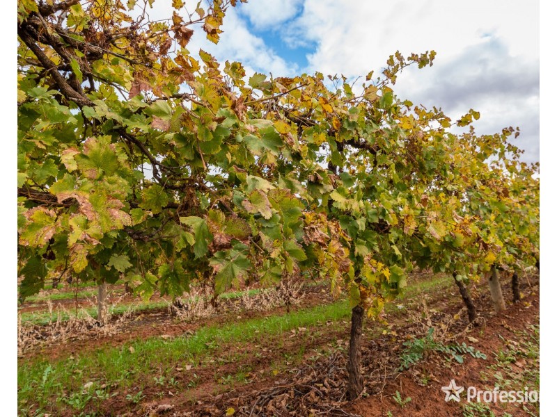 Block/503 Ponde Street, Red Cliffs VIC 3496