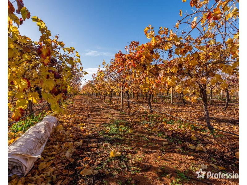 Lot/10 Treviso Way, Red Cliffs VIC 3496