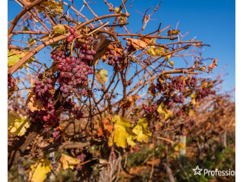 Lot/10 Treviso Way, Red Cliffs VIC 3496