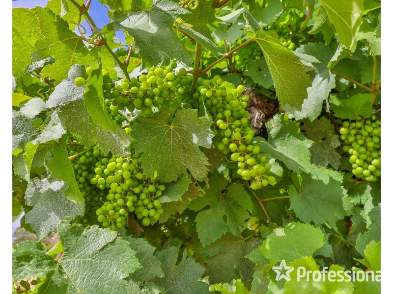 Lot/6 Smiths Road, Ellerslie NSW 2729