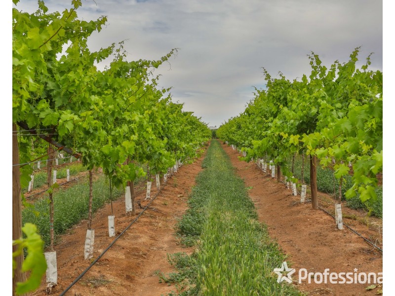 81 Wells Road, Merbein VIC 3505