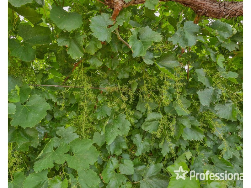 81 Wells Road, Merbein VIC 3505