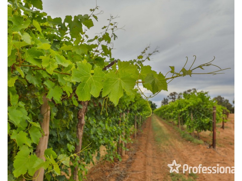 81 Wells Road, Merbein VIC 3505