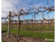 2756 Tapalin Mail Road, Euston NSW 2737