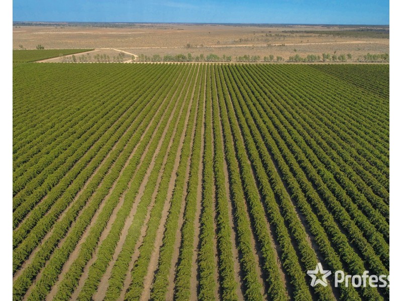 347 Lower Darling Road, Wentworth NSW 2648