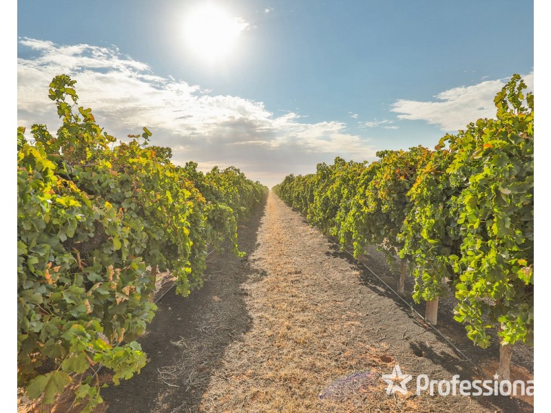 347 Lower Darling Road, Wentworth NSW 2648