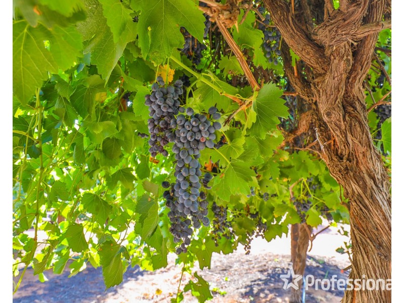 347 Lower Darling Road, Wentworth NSW 2648