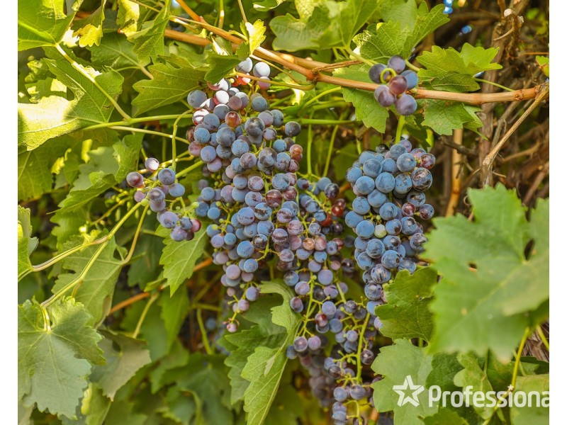 347 Lower Darling Road, Wentworth NSW 2648