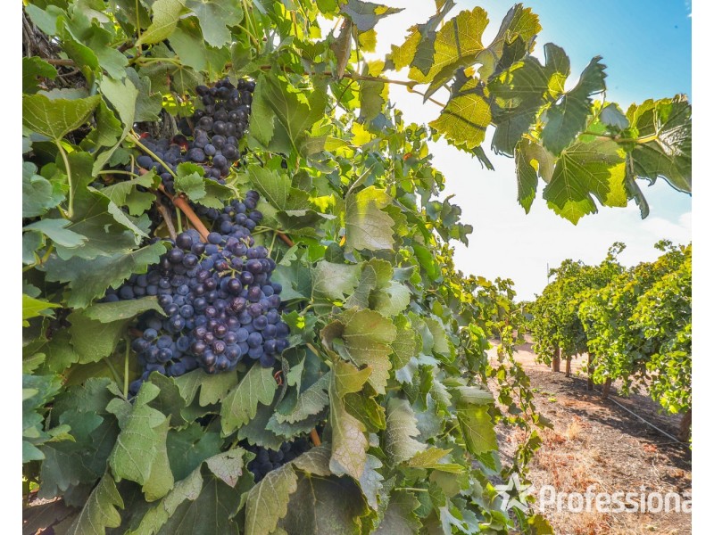 347 Lower Darling Road, Wentworth NSW 2648