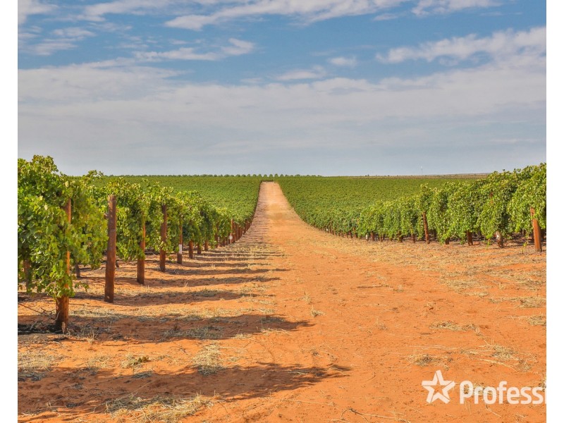 347 Lower Darling Road, Wentworth NSW 2648