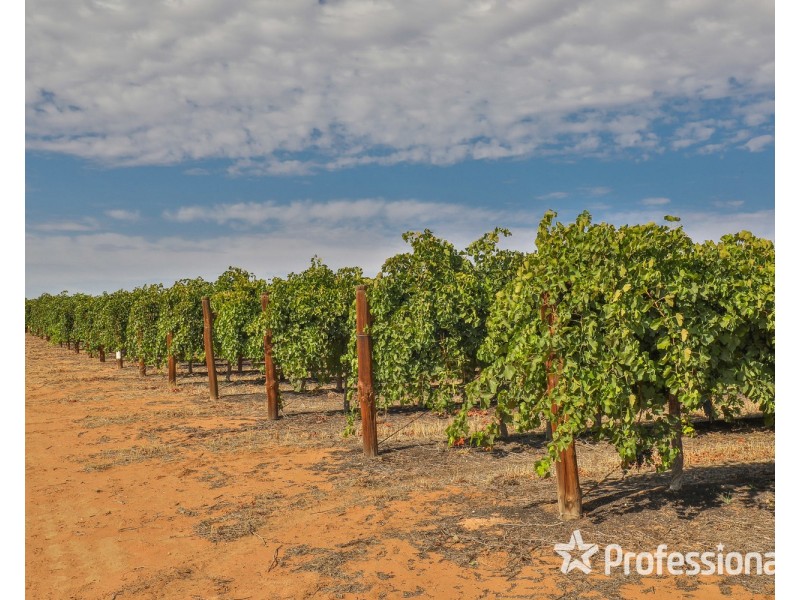 347 Lower Darling Road, Wentworth NSW 2648