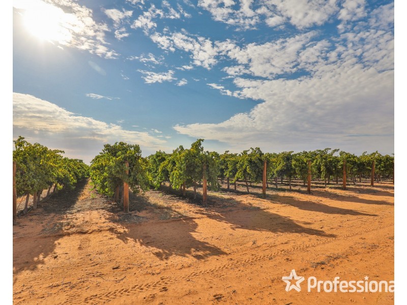 347 Lower Darling Road, Wentworth NSW 2648