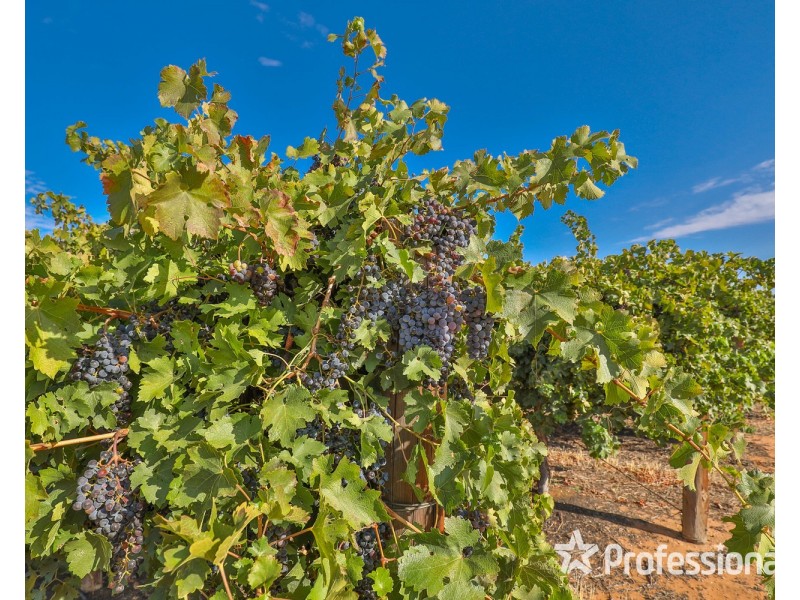 347 Lower Darling Road, Wentworth NSW 2648