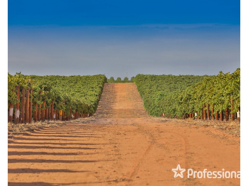 347 Lower Darling Road, Wentworth NSW 2648