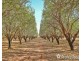 108 & 124 Tulloch Road, Red Cliffs VIC 3496