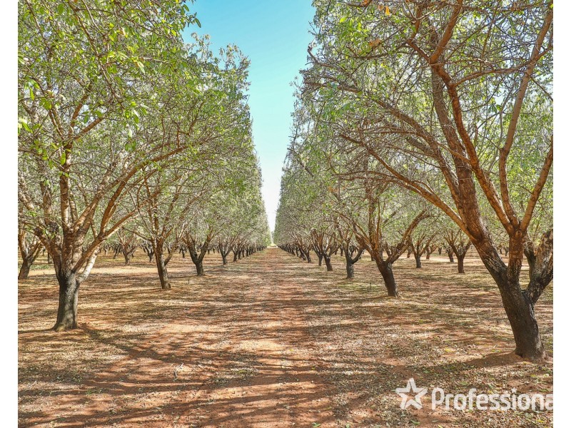 108 & 124 Tulloch Road, Red Cliffs VIC 3496