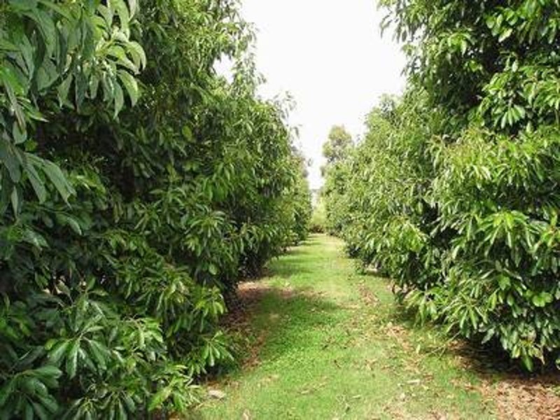 Lot 1 Kulkyne Way, Nangiloc VIC 3494