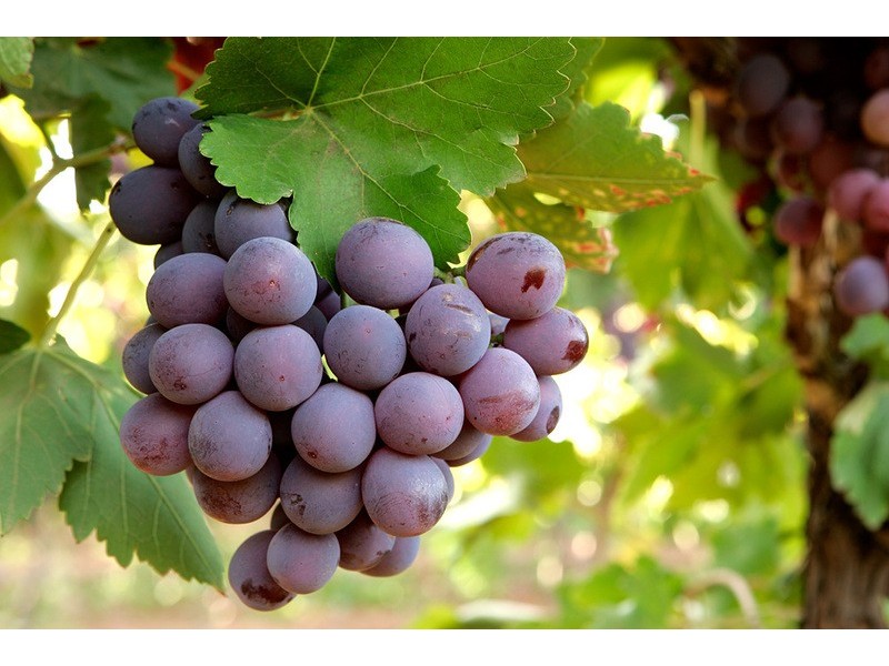 Block 53 Second Street, Merbein VIC 3505