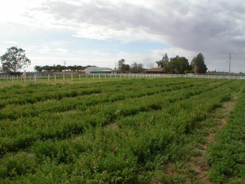 Lot 3 Eleventh Street, Irymple VIC 3498