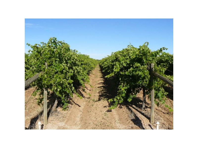 Lot 6 Sheoak Avenue, Merbein South VIC 3505