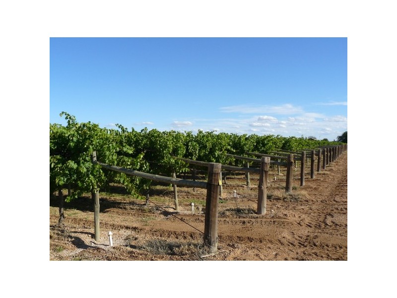 Lot 6 Sheoak Avenue, Merbein South VIC 3505