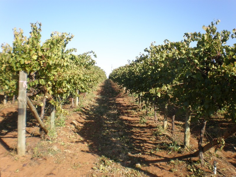 157 Cassia Street, Red Cliffs VIC 3496