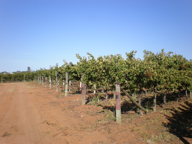 157 Cassia Street, Red Cliffs VIC 3496