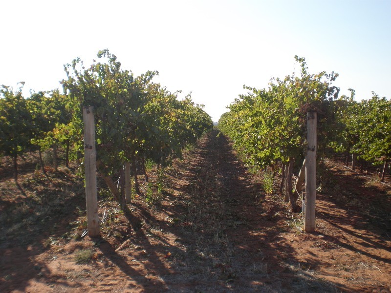 157 Cassia Street, Red Cliffs VIC 3496