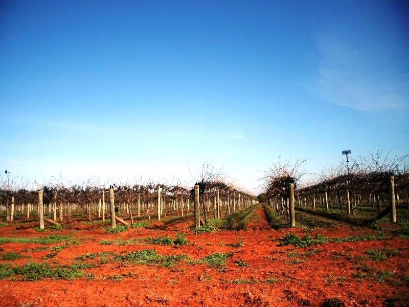 Lot 2 Paschendale Avenue, Merbein VIC 3505