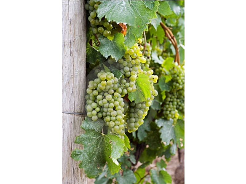 17 First Street, Merbein VIC 3505