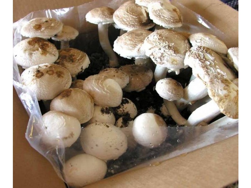 Lot 1 Ginquam Avenue, Nichols Point VIC 3501