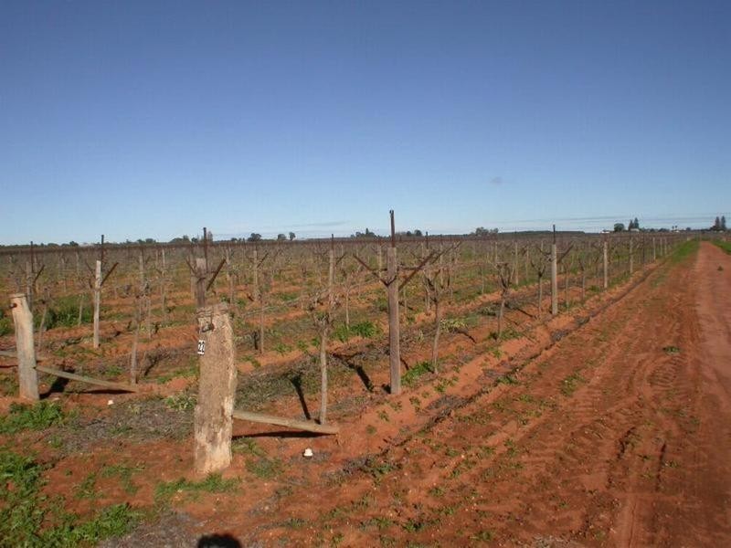 398a Cowanna Avenue, Merbein VIC 3505