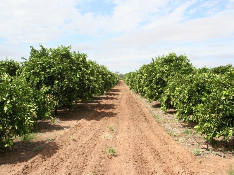 Lots 26 & 47 Silver City Highway, Curlwaa NSW 2648