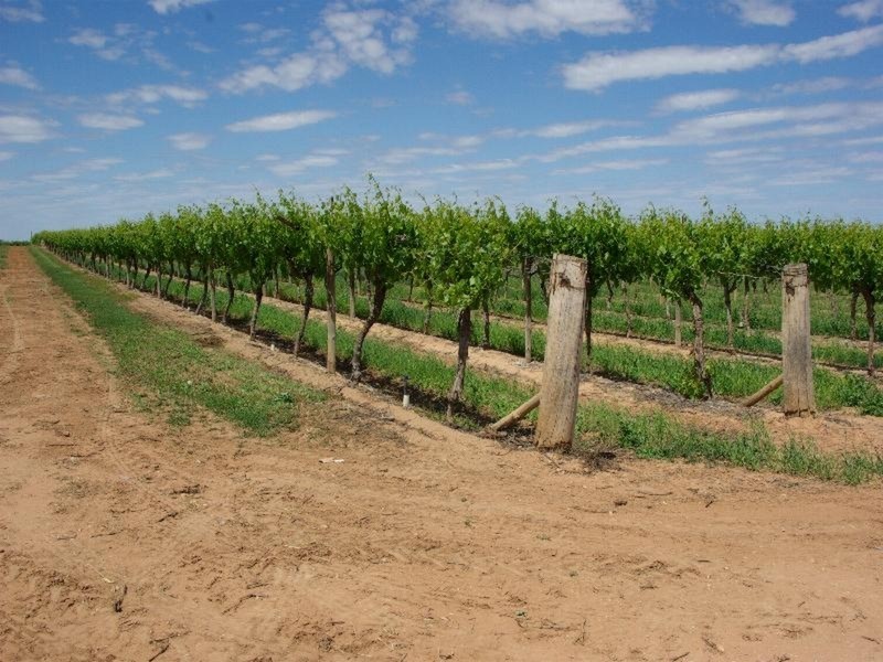 Lots 1,2 & 3 Tol Tol Road, Robinvale VIC 3549