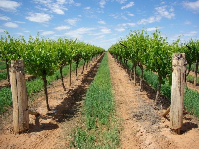 Lots 1,2 & 3 Tol Tol Road, Robinvale VIC 3549