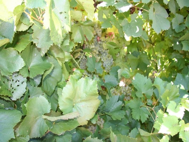 216 Cocklin Avenue, Red Cliffs VIC 3496