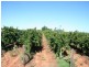 216 Cocklin Avenue, Red Cliffs VIC 3496